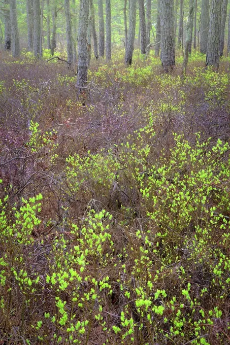 Framed Print : USA, New Jersey, Pine Barrens National Preserve. Forest scenic in spring. ©Jay O'Brien / Jaynes Gallery / DanitaDelimont.com Framed Print : USA, New Jersey, Pine Barrens National Preserve. Forest scenic in spring. ©Jay O'Brien / Jaynes Gallery / DanitaDelimont.com