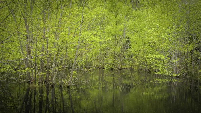 Framed Print : USA, New Jersey, Pine Barrens National Preserve. Spring foliage on trees in pond. ©Jay O'Brien / Jaynes Gallery / DanitaDelimont.com Framed Print : USA, New Jersey, Pine Barrens National Preserve. Spring foliage on trees in pond. ©Jay O'Brien / Jaynes Gallery / DanitaDelimont.com