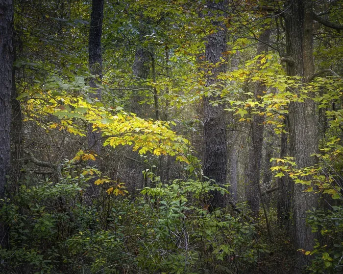 Framed Print : USA, New Jersey, Pine Barrens National Preserve. Forest scenic in autumn. ©Jay O'Brien  /  Jaynes Gallery  /  DanitaDelimont.com