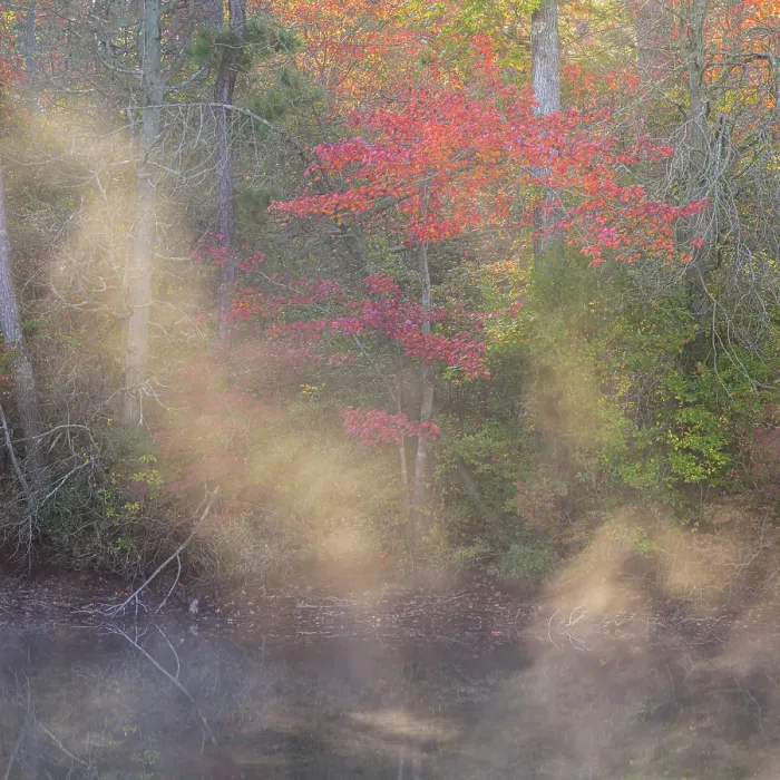 Framed Print : USA, New Jersey, Pine Barrens National Preserve. Autumn forest and pond mist. ©Jay O'Brien / Jaynes Gallery / DanitaDelimont.com Framed Print : USA, New Jersey, Pine Barrens National Preserve. Autumn forest and pond mist. ©Jay O'Brien / Jaynes Gallery / DanitaDelimont.com