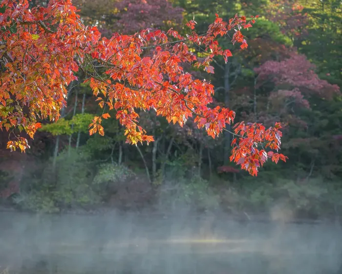 Framed Print : USA, New Jersey, Pine Barrens National Preserve. Autumn foliage and pond mist. ©Jay O'Brien / Jaynes Gallery / DanitaDelimont.com Framed Print : USA, New Jersey, Pine Barrens National Preserve. Autumn foliage and pond mist. ©Jay O'Brien / Jaynes Gallery / DanitaDelimont.com