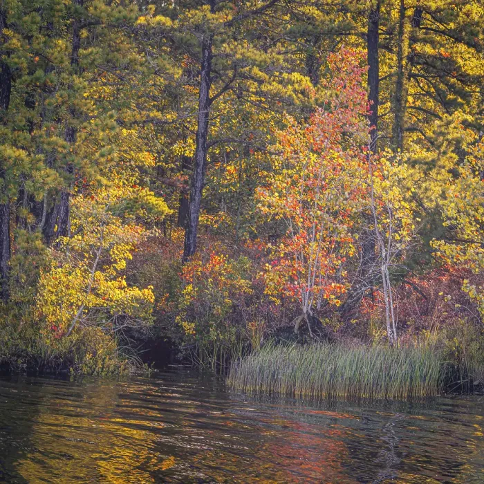 Framed Print : USA, New Jersey, Pine Barrens National Preserve. Autumn forest reflected in pond. ©Jay O'Brien / Jaynes Gallery / DanitaDelimont.com Framed Print : USA, New Jersey, Pine Barrens National Preserve. Autumn forest reflected in pond. ©Jay O'Brien / Jaynes Gallery / DanitaDelimont.com