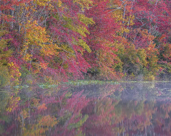 Framed Print : USA, New Jersey, Pine Barrens National Preserve. Autumn forest reflected in pond. ©Jay O'Brien  /  Jaynes Gallery  /  DanitaDelimont.com
