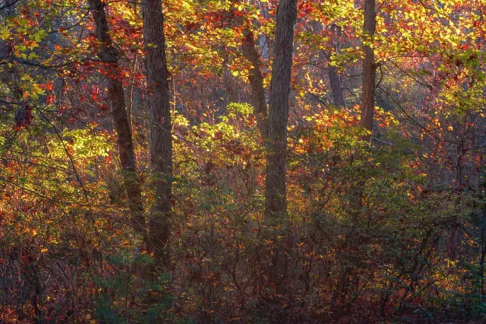 Framed Print : USA, New Jersey, Pine Barrens National Preserve. Forest scenic in autumn. ©Jay O'Brien / Jaynes Gallery / DanitaDelimont.com Framed Print : USA, New Jersey, Pine Barrens National Preserve. Forest scenic in autumn. ©Jay O'Brien / Jaynes Gallery / DanitaDelimont.com