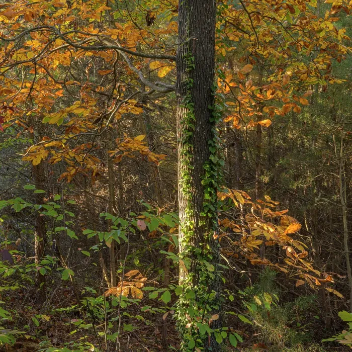 Framed Print : USA, New Jersey, Pine Barrens National Preserve. Forest scenic in autumn. ©Jay O'Brien  /  Jaynes Gallery  /  DanitaDelimont.com