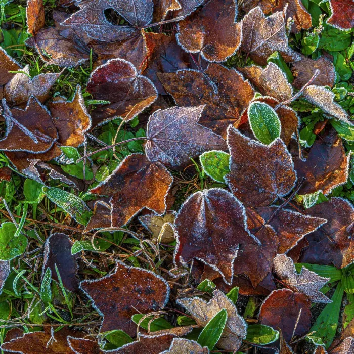 Framed Print : USA, New Jersey, Pine Barrens National Preserve. Close-up of frosty fallen leaves. ©Jay O'Brien / Jaynes Gallery / DanitaDelimont.com Framed Print : USA, New Jersey, Pine Barrens National Preserve. Close-up of frosty fallen leaves. ©Jay O'Brien / Jaynes Gallery / DanitaDelimont.com