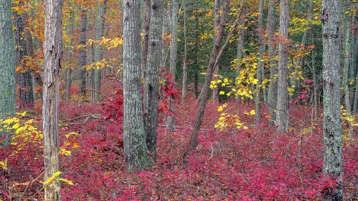 Framed Print : USA, New Jersey, Pine Barrens National Preserve. Forest scenic in autumn. ©Jay O'Brien / Jaynes Gallery / DanitaDelimont.com Framed Print : USA, New Jersey, Pine Barrens National Preserve. Forest scenic in autumn. ©Jay O'Brien / Jaynes Gallery / DanitaDelimont.com