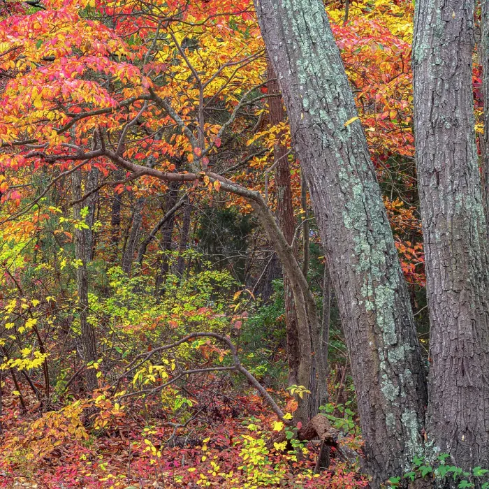 Framed Print : USA, New Jersey, Pine Barrens National Preserve. Forest scenic in autumn. ©Jay O'Brien  /  Jaynes Gallery  /  DanitaDelimont.com