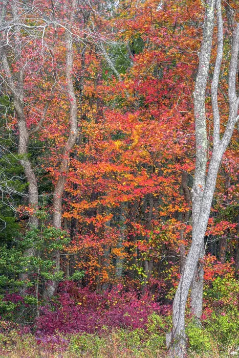 Framed Print : USA, New Jersey, Pine Barrens National Preserve. Forest scenic in autumn. ©Jay O'Brien  /  Jaynes Gallery  /  DanitaDelimont.com