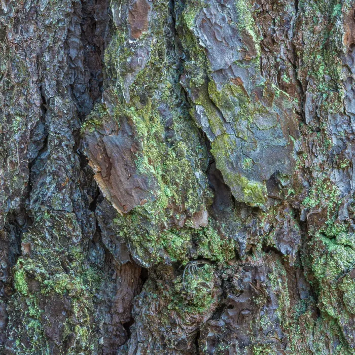 Framed Print : USA, New Jersey, Pine Barrens National Preserve. Close-up of tree bark Framed Print : USA, New Jersey, Pine Barrens National Preserve. Close-up of tree bark