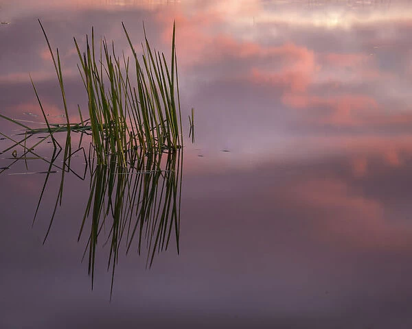USA, New Jersey, Pine Barrens. Sunset on lake reeds. Credit as