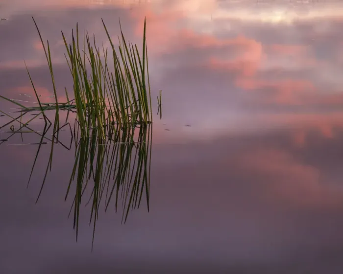 Framed Print : USA, New Jersey, Pine Barrens. Sunset on lake reeds. Credit as