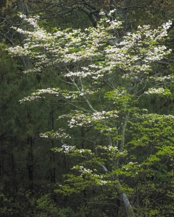 Framed Print : USA, New Jersey, Pinelands National Preserve. Dogwood tree flowers in bloom