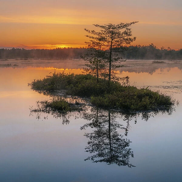 USA, New Jersey, Pinelands National Reserve. Sunrise reflections in marsh
