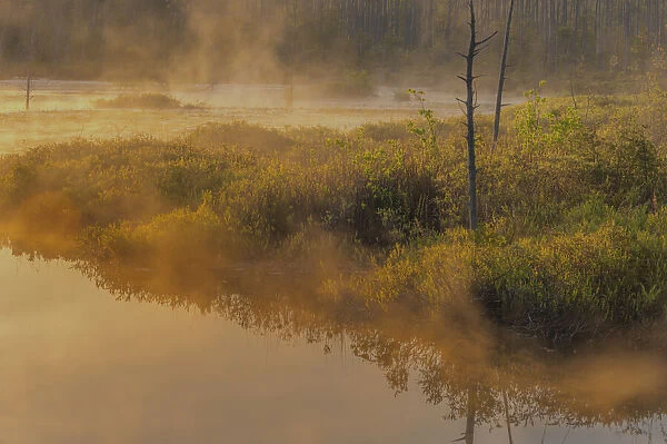 USA, New Jersey, Pinelands National Reserve. Sunrise reflections in foggy marsh