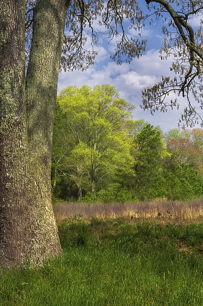 USA, New Jersey, Pinelands National Reserve. Forest renewal in spring