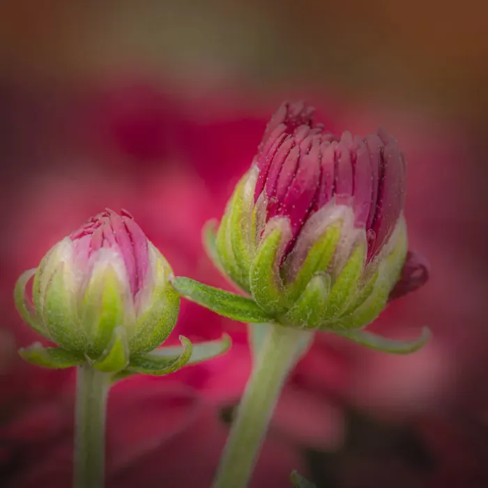 Framed Print : USA, New Jersey, Rio Grande. Close-up of carnation flower buds in garden