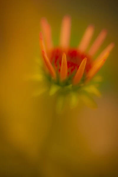 USA, New Jersey, Rio Grande. Close-up of coneflower. Credit as