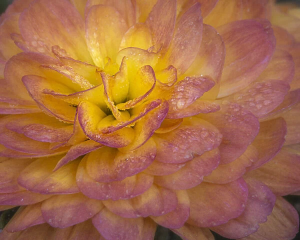 USA, New Jersey, Rio Grande. Mum flower close-up. Credit as