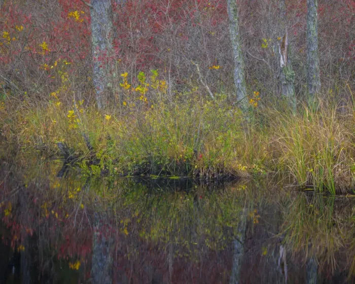 Framed Print : USA, New Jersey, Wharton State Forest. Forest reflections in pond Framed Print : USA, New Jersey, Wharton State Forest. Forest reflections in pond