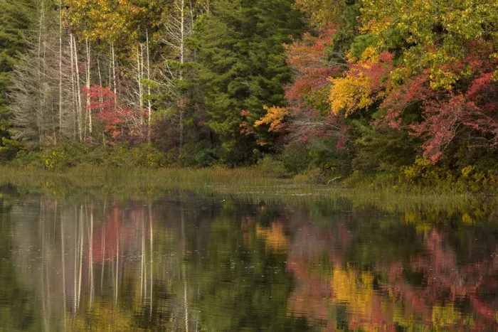 Framed Print : USA, New Jersey, Wharton State Forest. Lake and forest in autumn Framed Print : USA, New Jersey, Wharton State Forest. Lake and forest in autumn