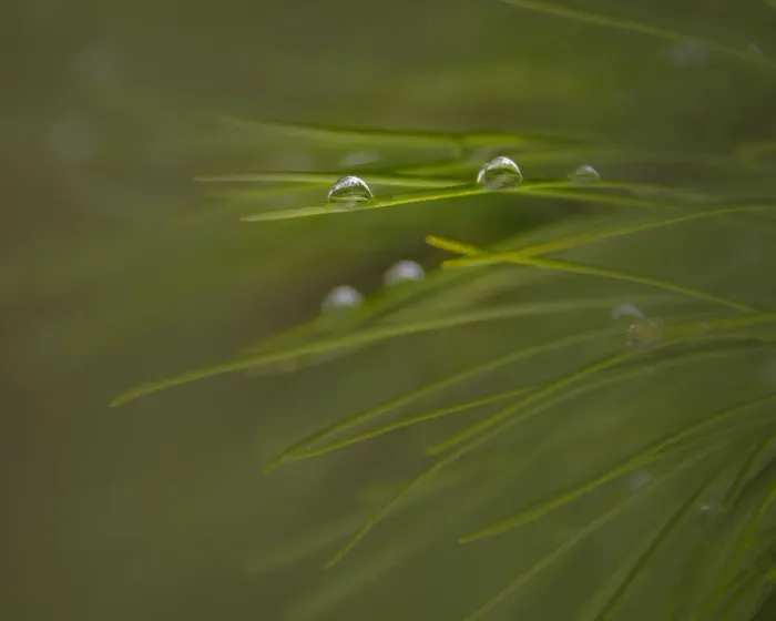 Framed Print : USA, New Jersey, Wharton State Forest. Close-up of dew on grass Framed Print : USA, New Jersey, Wharton State Forest. Close-up of dew on grass