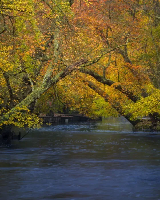 Framed Print : USA, New Jersey, Wharton State Forest. River and forest in autumn