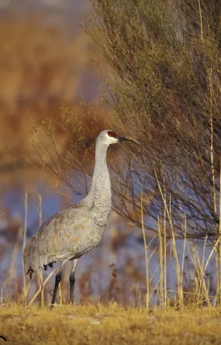 Framed Print : USA, New Mexica, Bosque del Apache NWR. Sandhill Crane along wetland bank (Grus canadensis) Framed Print : USA, New Mexica, Bosque del Apache NWR. Sandhill Crane along wetland bank (Grus canadensis)
