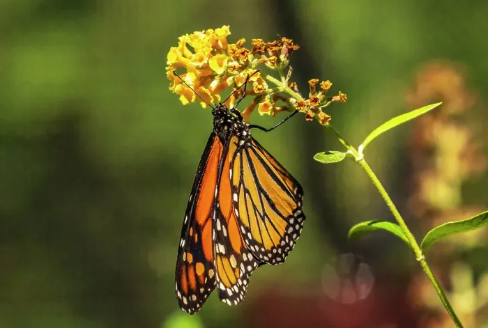 Framed Print : USA, New Mexico, ABQ BioPark Botanic Garden. Monarch butterfly on flower
