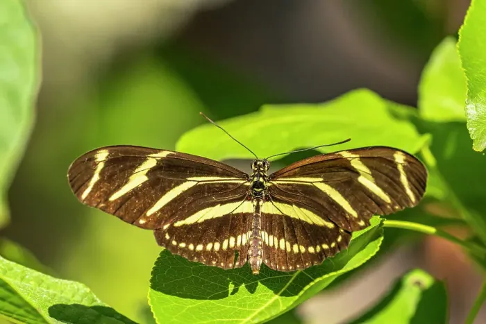 Framed Print : USA, New Mexico, ABQ BioPark Botanic Garden. Zebra long-wing butterfly on flower