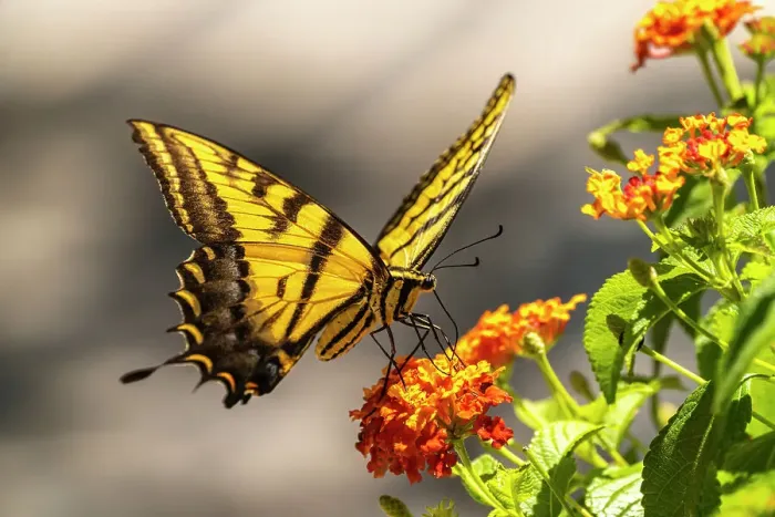 Framed Print : USA, New Mexico, ABQ BioPark Botanic Garden. Western tiger swallowtail butterfly on flowers