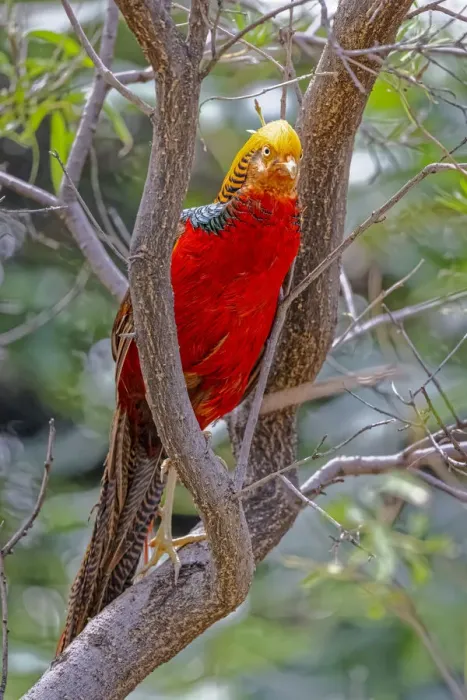 Framed Print : USA, New Mexico, Alamogordo, Alameda Park Zoo. Golden male pheasant in tree Framed Print : USA, New Mexico, Alamogordo, Alameda Park Zoo. Golden male pheasant in tree