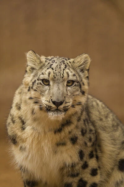 USA, New Mexico, Albuquerque. Close-up of snow leopard in Rio Grande Zoo. Credit as