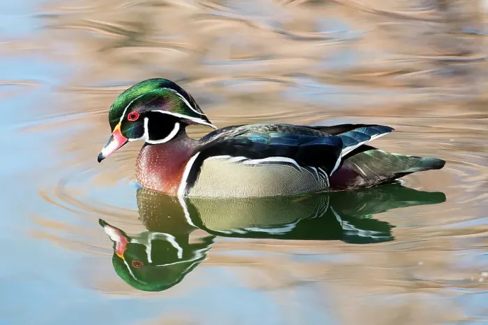Framed Print : USA, New Mexico, Albuquerque. Male wood duck
