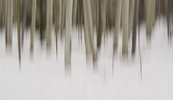 USA, New Mexico. Artistic Blur of Aspen Trees in Snow