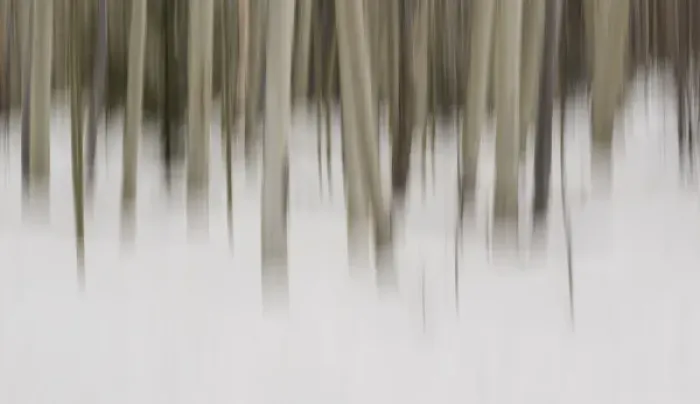 Framed Print : USA, New Mexico. Artistic Blur of Aspen Trees in Snow