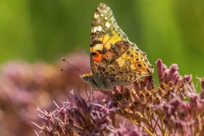 Framed Print : USA, New Mexico. Backlit painted lady butterfly on flower. ©Cathy & Gordon Illg / Jaynes Gallery / DanitaDelimont.com Framed Print : USA, New Mexico. Backlit painted lady butterfly on flower. ©Cathy & Gordon Illg / Jaynes Gallery / DanitaDelimont.com