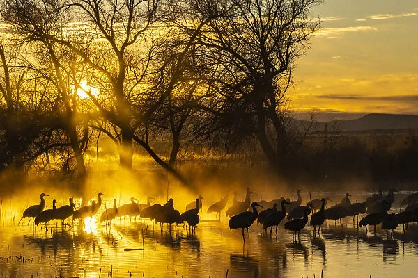 USA, New Mexico, Bernardo Wildlife Management Area. Sandhill cranes in water on foggy