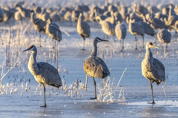 USA, New Mexico, Bernardo Wildlife Management Area. Sandhill cranes standing on ice at
