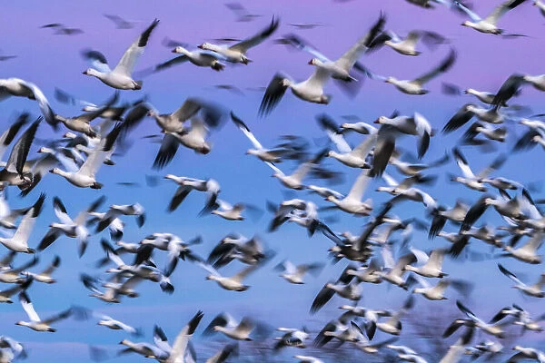 USA, New Mexico, Bernardo Wildlife Management Area. Blur of snow geese in flight at