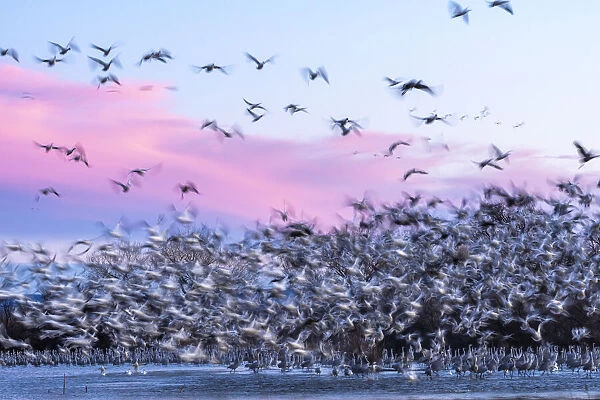 USA, New Mexico, Bernardo Wildlife Management Area. Snow geese take flight over sandhill