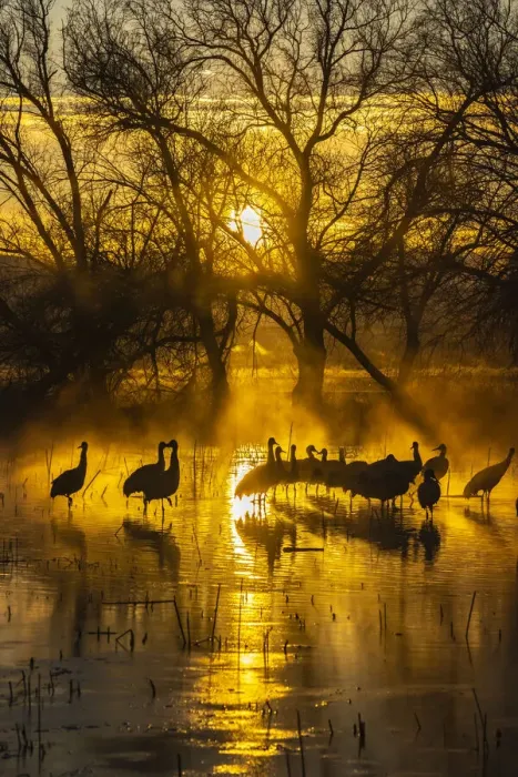 Framed Print : USA, New Mexico, Bernardo Wildlife Management Area. Sandhill cranes in water on foggy Framed Print : USA, New Mexico, Bernardo Wildlife Management Area. Sandhill cranes in water on foggy