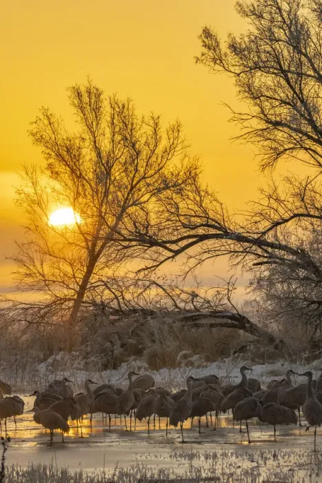 Framed Print : USA, New Mexico, Bernardo Wildlife Management Area. Sandhill cranes in icy water on foggy