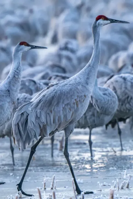 Framed Print : USA, New Mexico, Bernardo Wildlife Management Area. Sandhill cranes in icy water Framed Print : USA, New Mexico, Bernardo Wildlife Management Area. Sandhill cranes in icy water