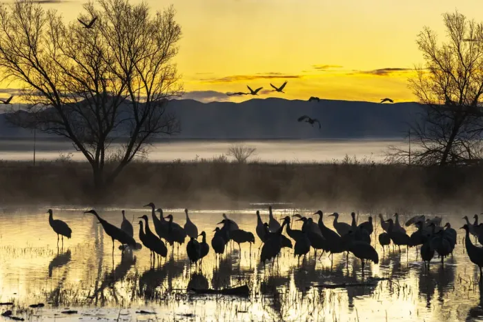 Framed Print : USA, New Mexico, Bernardo Wildlife Management Area. Sandhill cranes in water on foggy Framed Print : USA, New Mexico, Bernardo Wildlife Management Area. Sandhill cranes in water on foggy