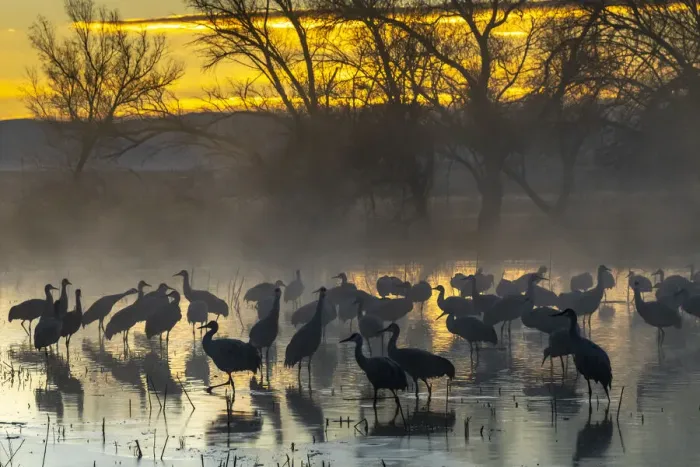 Framed Print : USA, New Mexico, Bernardo Wildlife Management Area. Sandhill cranes in water on foggy Framed Print : USA, New Mexico, Bernardo Wildlife Management Area. Sandhill cranes in water on foggy