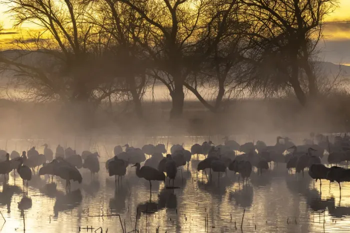 Framed Print : USA, New Mexico, Bernardo Wildlife Management Area. Sandhill cranes in water on foggy Framed Print : USA, New Mexico, Bernardo Wildlife Management Area. Sandhill cranes in water on foggy