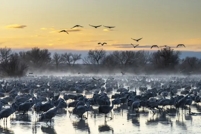 Framed Print : USA, New Mexico, Bernardo Wildlife Management Area. Sandhill cranes in water on foggy Framed Print : USA, New Mexico, Bernardo Wildlife Management Area. Sandhill cranes in water on foggy