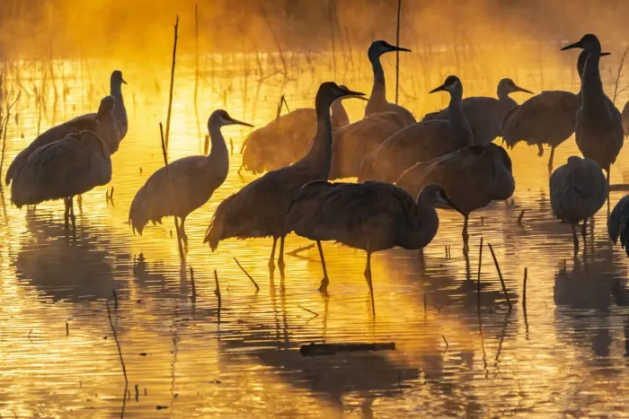 Framed Print : USA, New Mexico, Bernardo Wildlife Management Area. Sandhill cranes in water on foggy Framed Print : USA, New Mexico, Bernardo Wildlife Management Area. Sandhill cranes in water on foggy