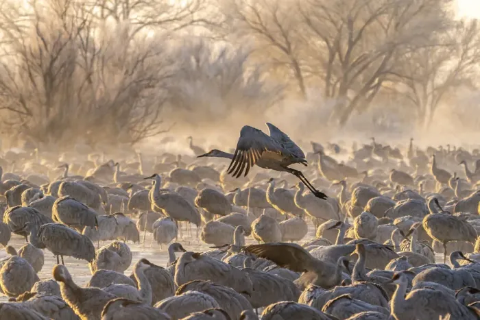 Framed Print : USA, New Mexico, Bernardo Wildlife Management Area. Sandhill crane taking flight on foggy Framed Print : USA, New Mexico, Bernardo Wildlife Management Area. Sandhill crane taking flight on foggy